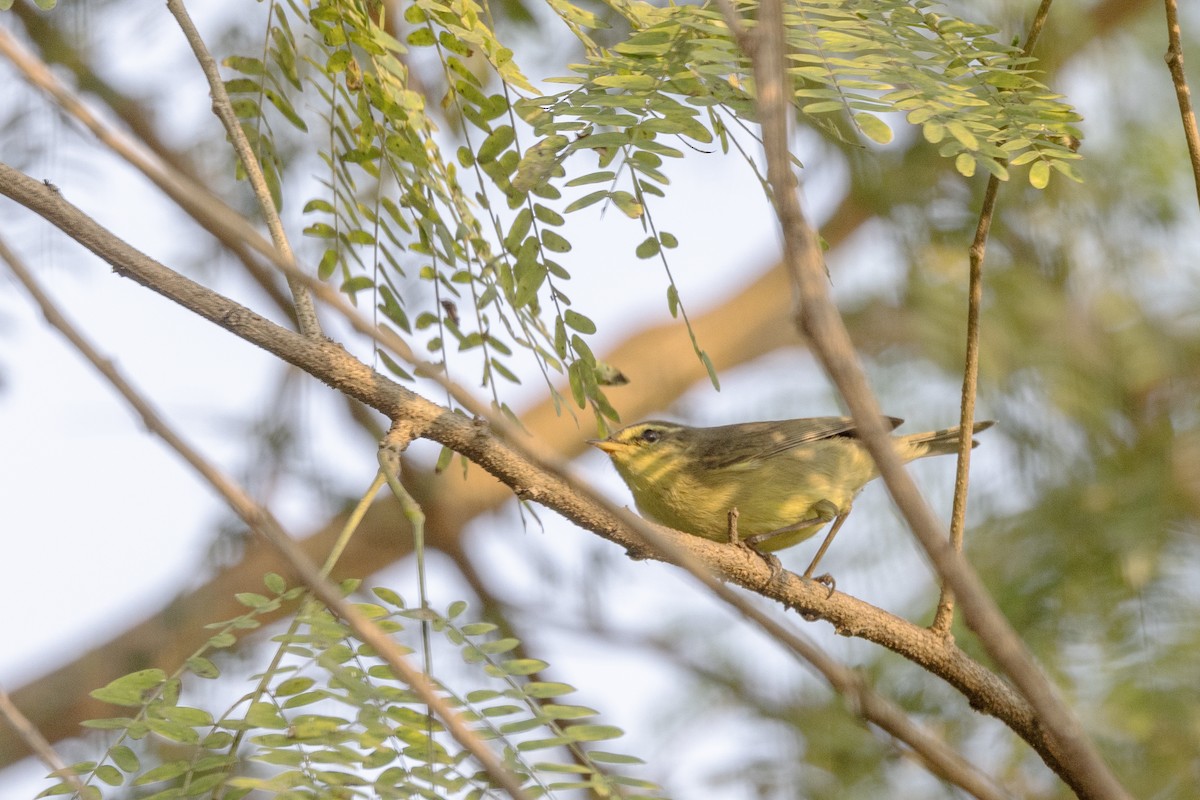 Tickell Çıvgını - ML645141005