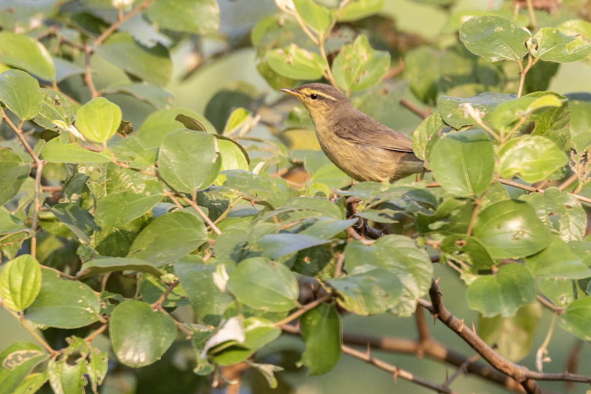 Tickell Çıvgını - ML645141006