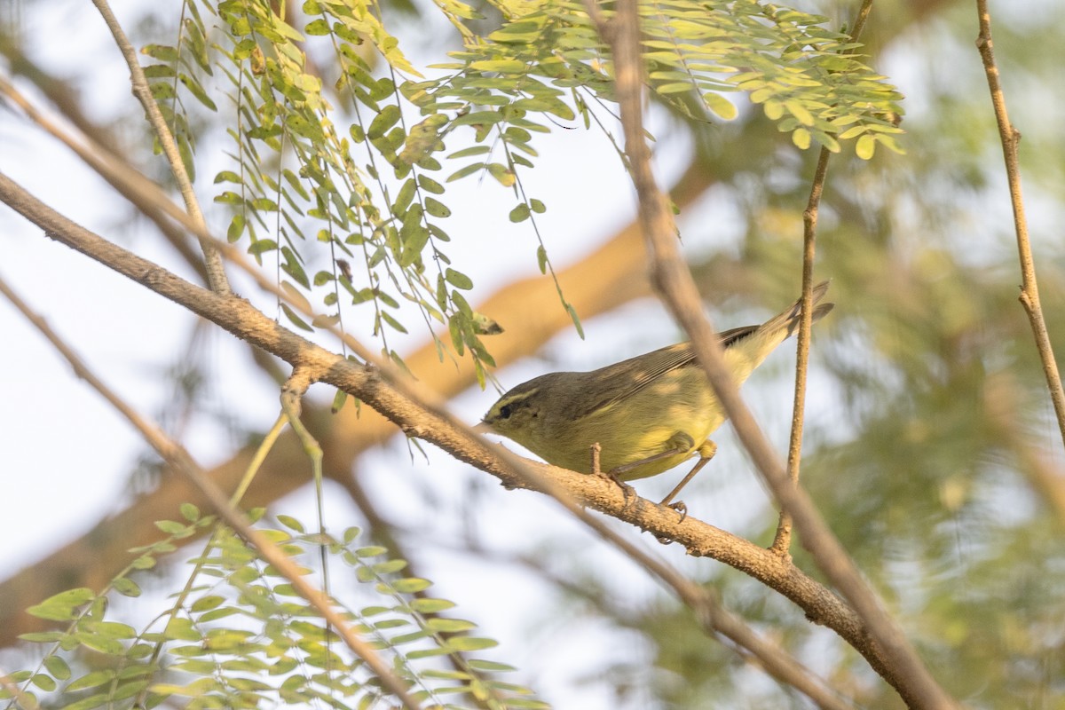 Tickell Çıvgını - ML645141007