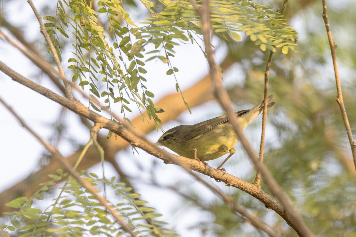 Tickell Çıvgını - ML645141008