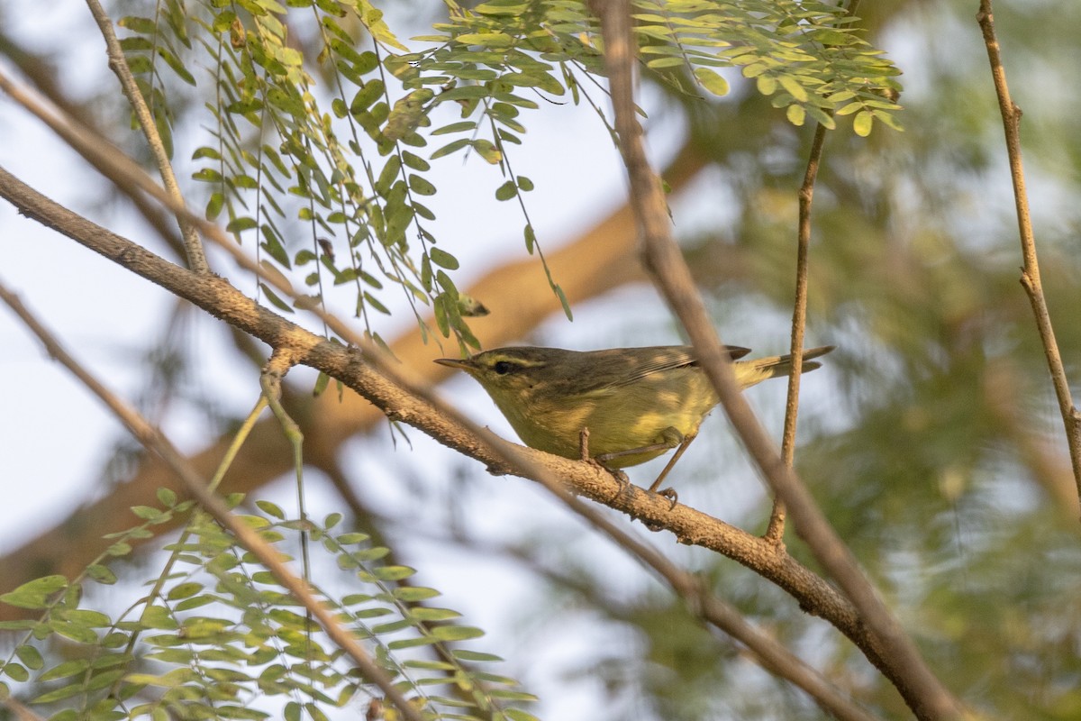 Tickell Çıvgını - ML645141009