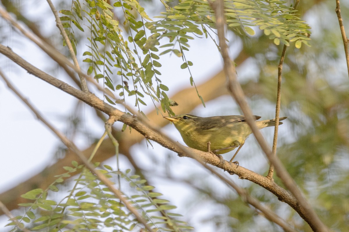 Tickell Çıvgını - ML645141010