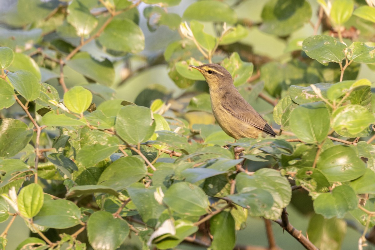 Tickell Çıvgını - ML645141011