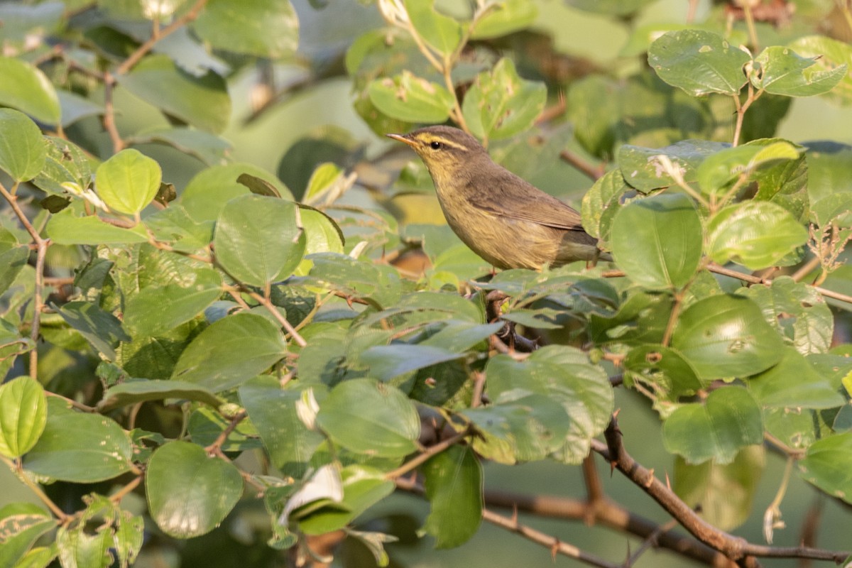 Tickell Çıvgını - ML645141012