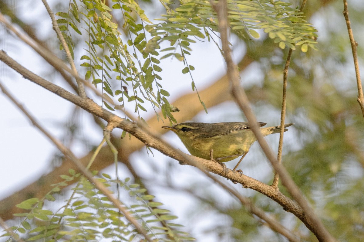 Tickell Çıvgını - ML645141013