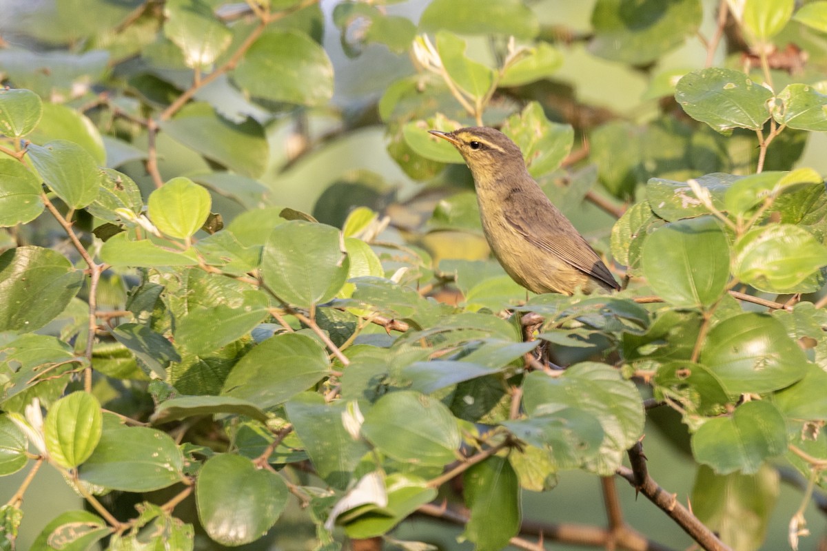 Tickell Çıvgını - ML645141014