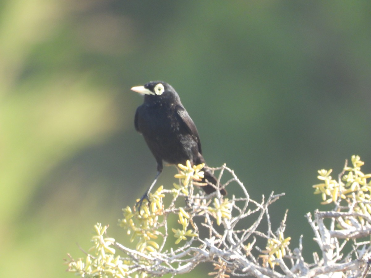 Spectacled Tyrant - ML645141027