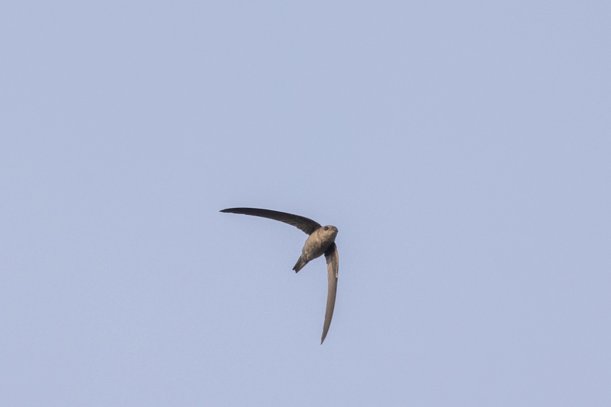 asiapalmeseiler - ML645141069