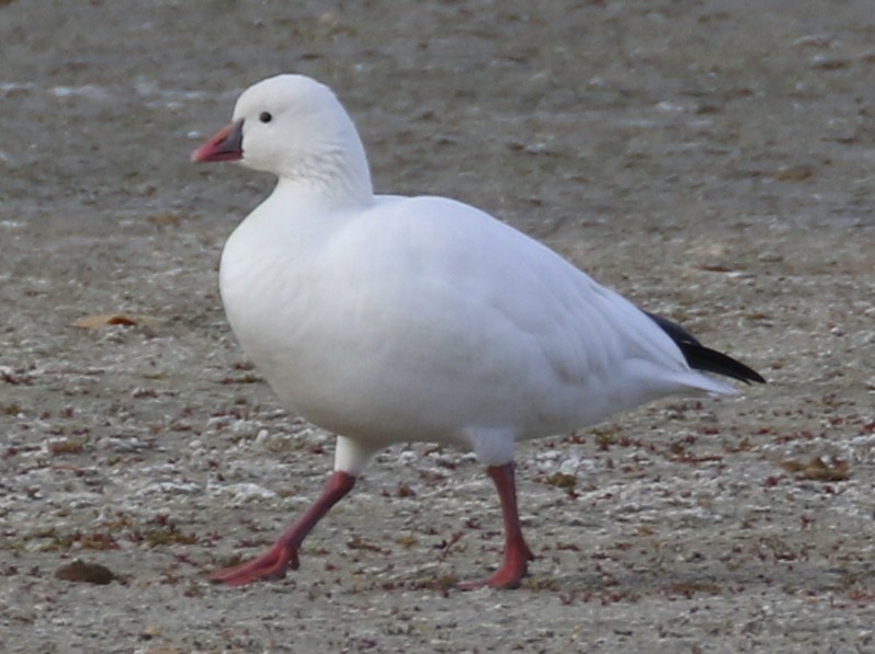 Ross's Goose - ML645141080