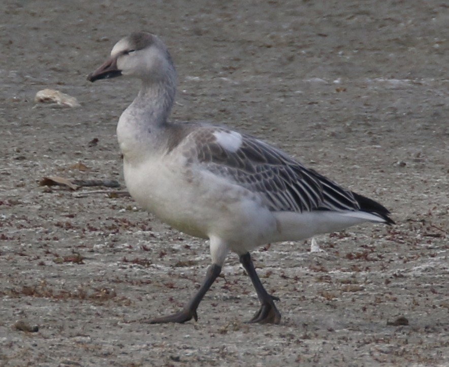 Snow Goose - ML645141085