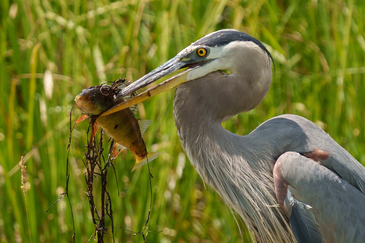 Great Blue Heron - ML645141093