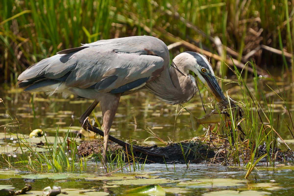 Great Blue Heron - ML645141095