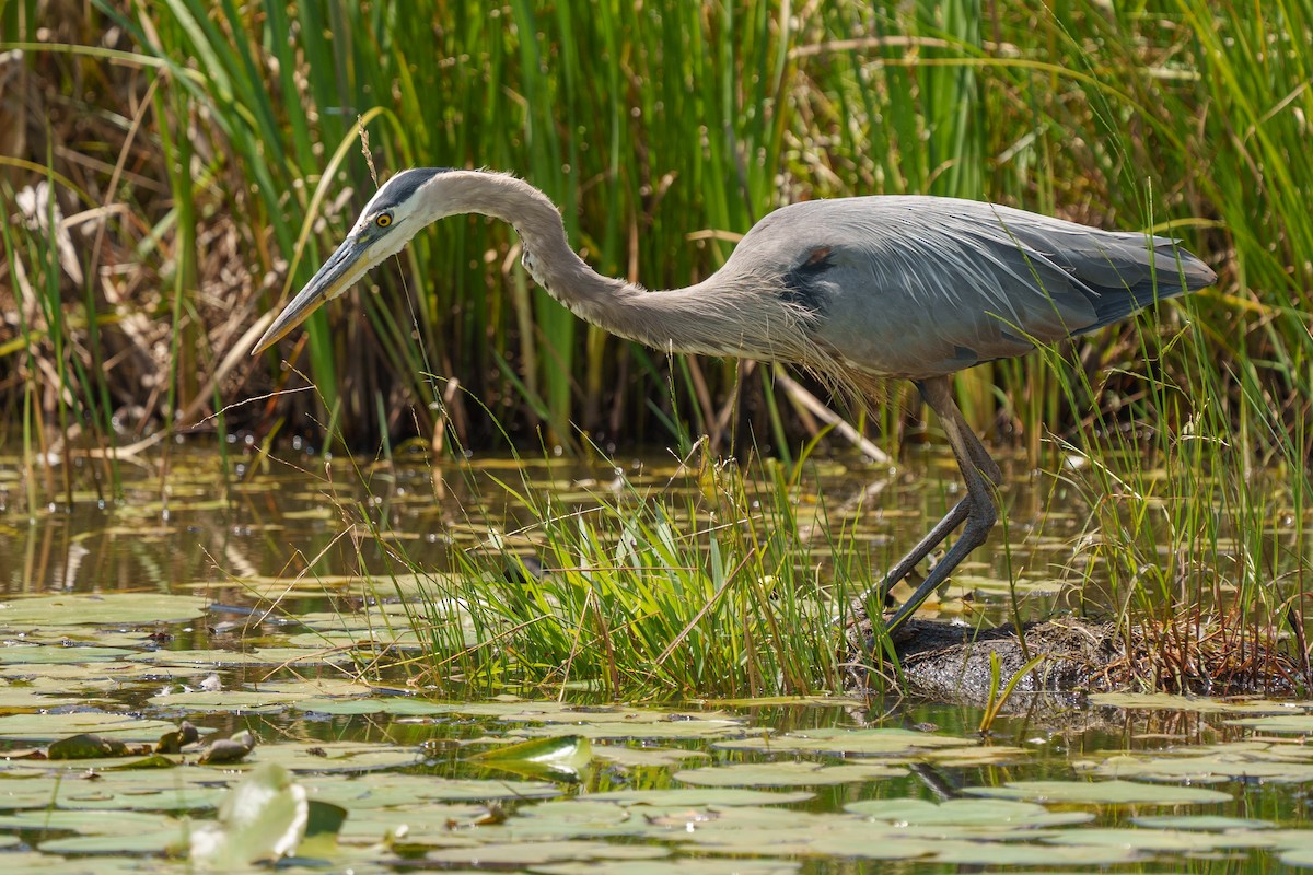 Great Blue Heron - ML645141096