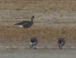 Greater White-fronted Goose - ML645141122