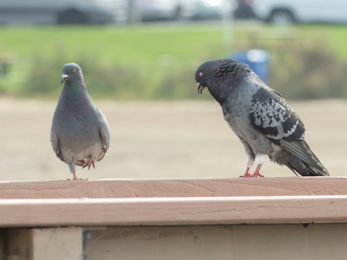 Kaya Güvercini (evcil tip) - ML645141131