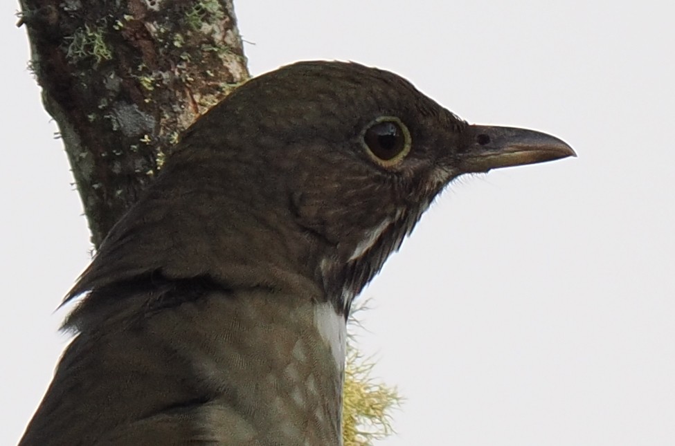 White-throated Thrush - ML645141145