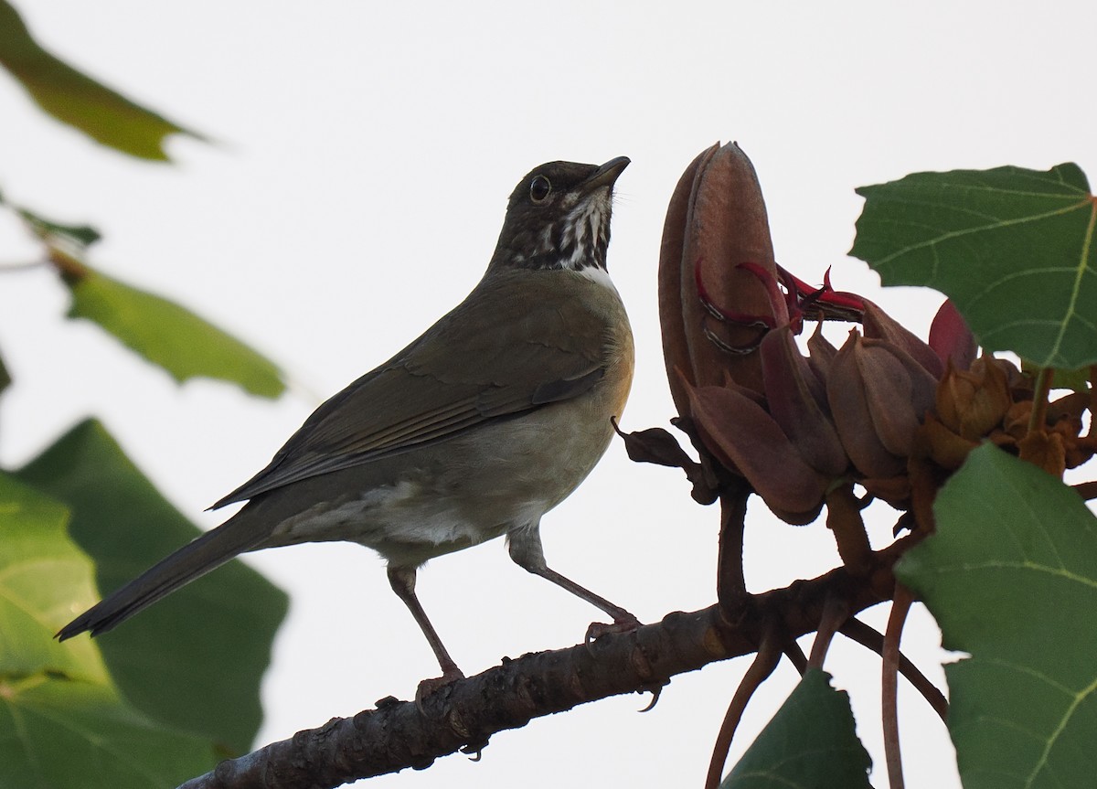 White-throated Thrush - ML645141146