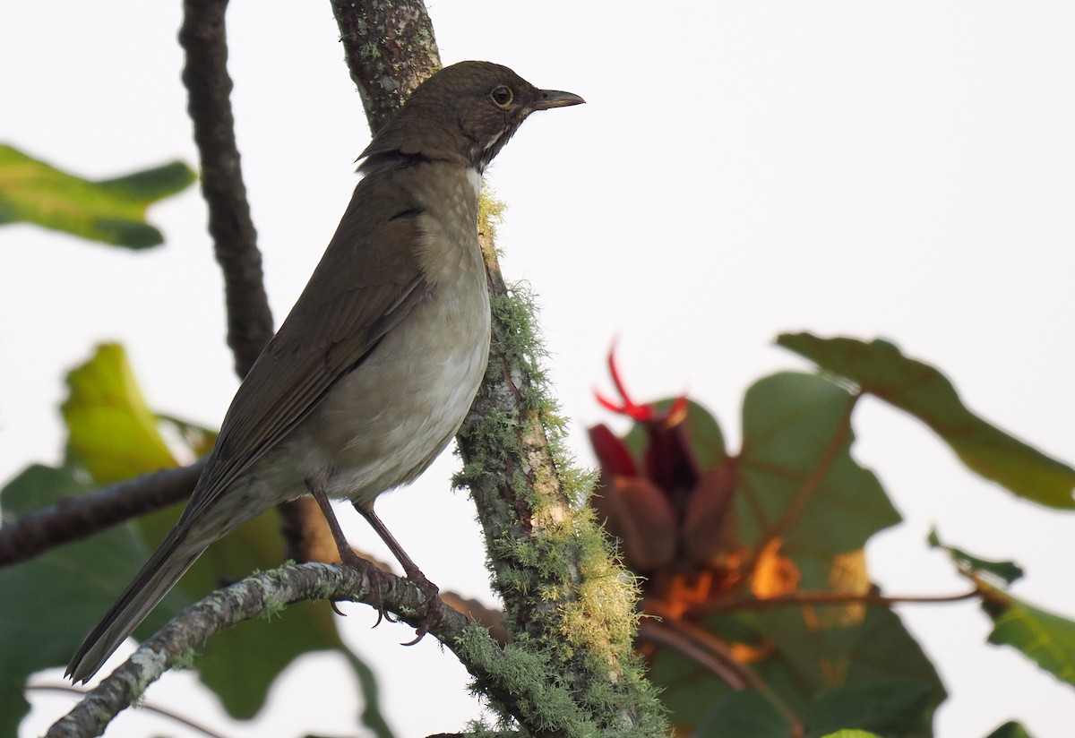 White-throated Thrush - ML645141147