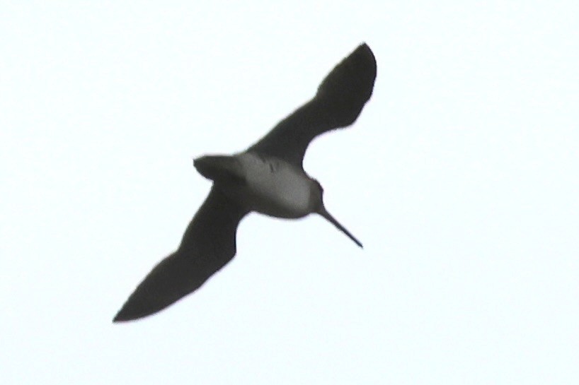 中地鷸 - ML645141148