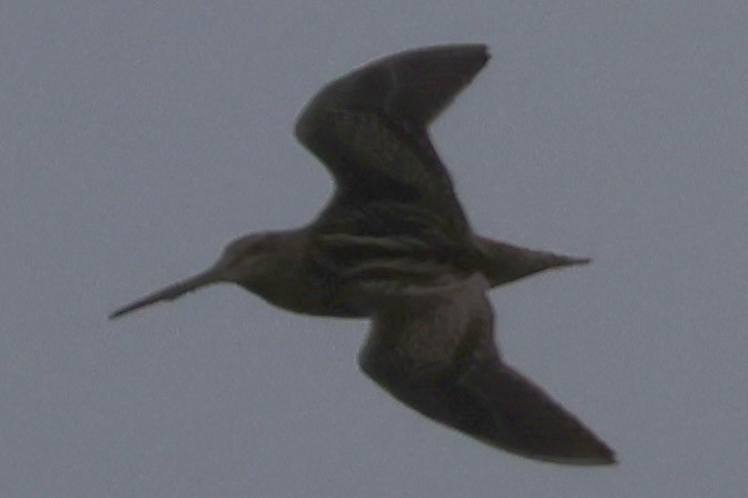 中地鷸 - ML645141149