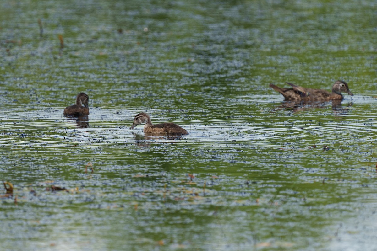 Wood Duck - ML645141174