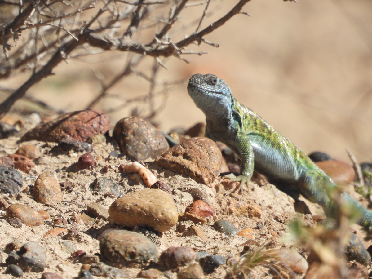 Animals - ML645141193