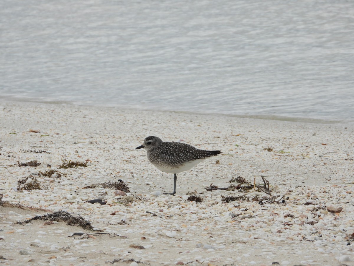 Chorlito Gris - ML645141197