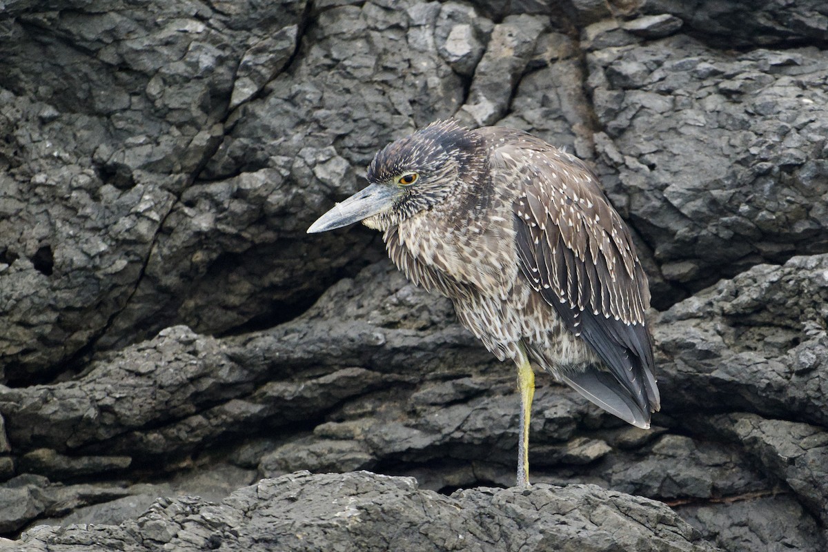 Sarı Tepeli Gece Balıkçılı - ML645141198