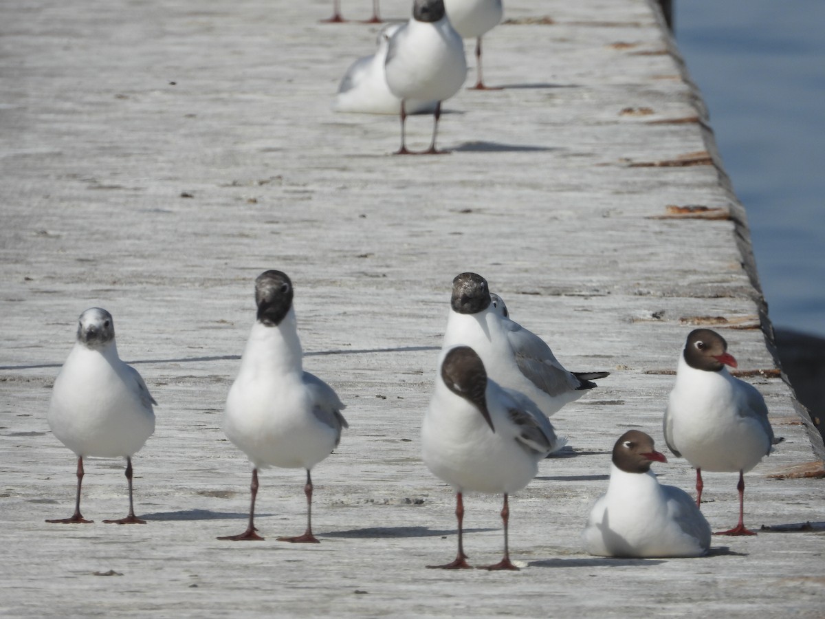 Brown-hooded Gull - ML645141211