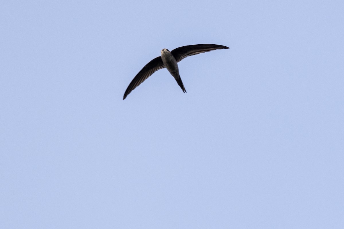 asiapalmeseiler - ML645141215