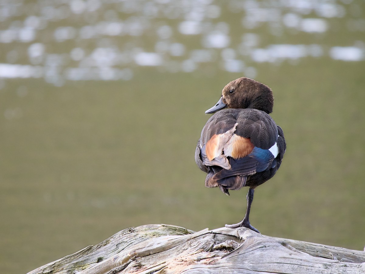Australian Shelduck - ML645141223
