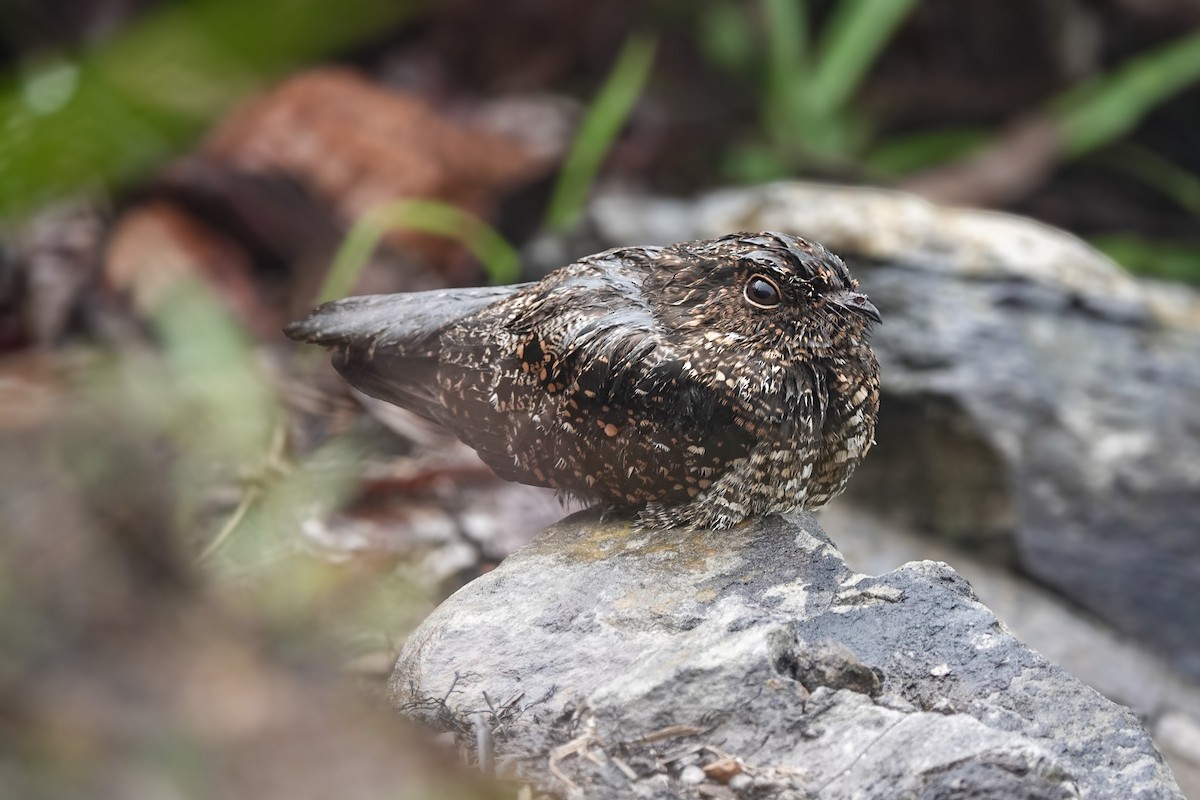 Blackish Nightjar - ML645141224