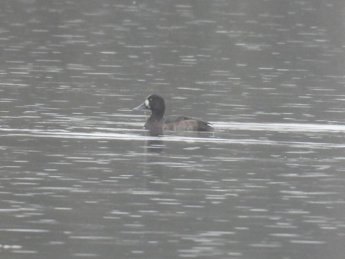Greater Scaup - ML645141225