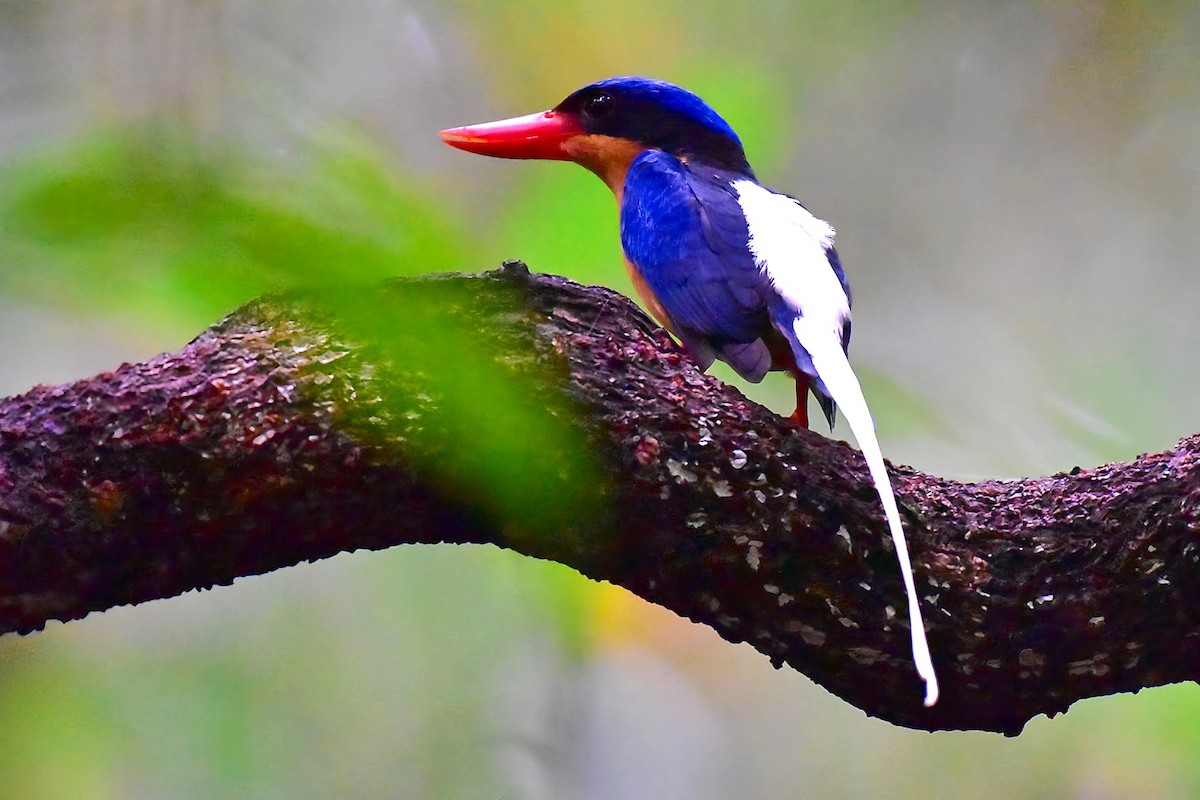 Buff-breasted Paradise-Kingfisher - ML645141229