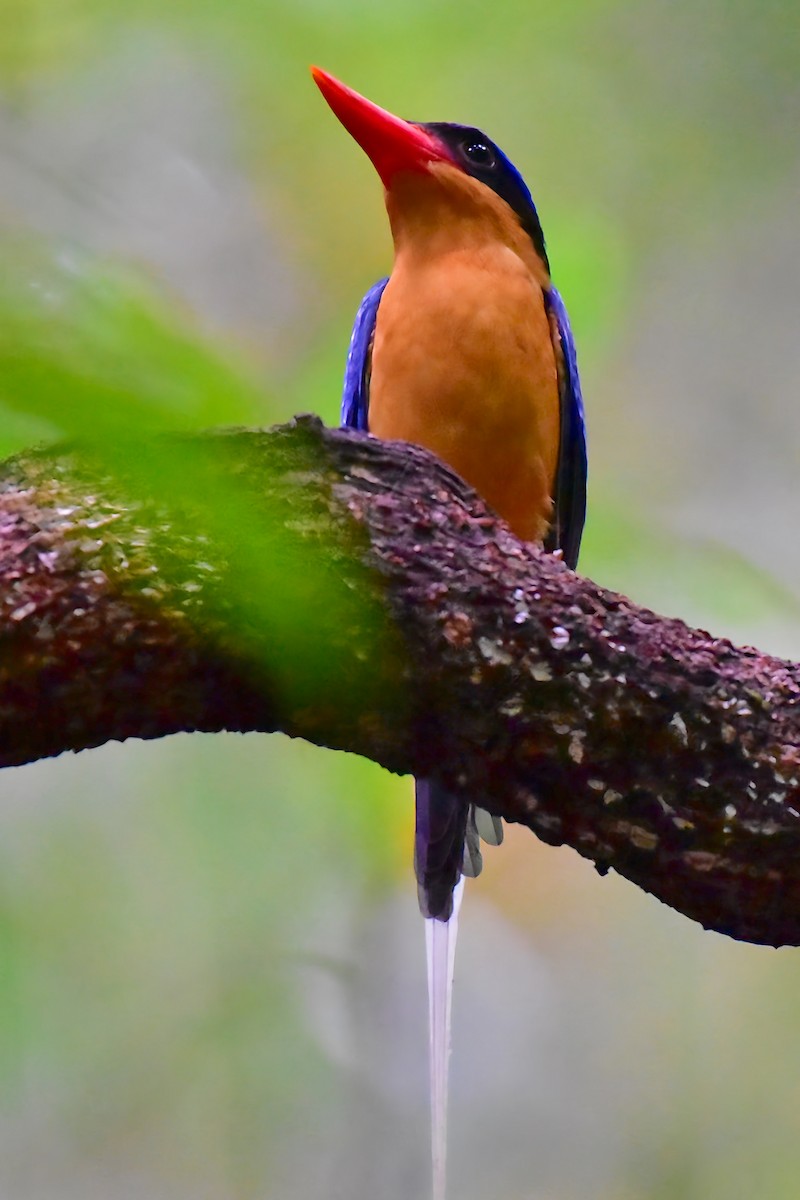 Buff-breasted Paradise-Kingfisher - ML645141230
