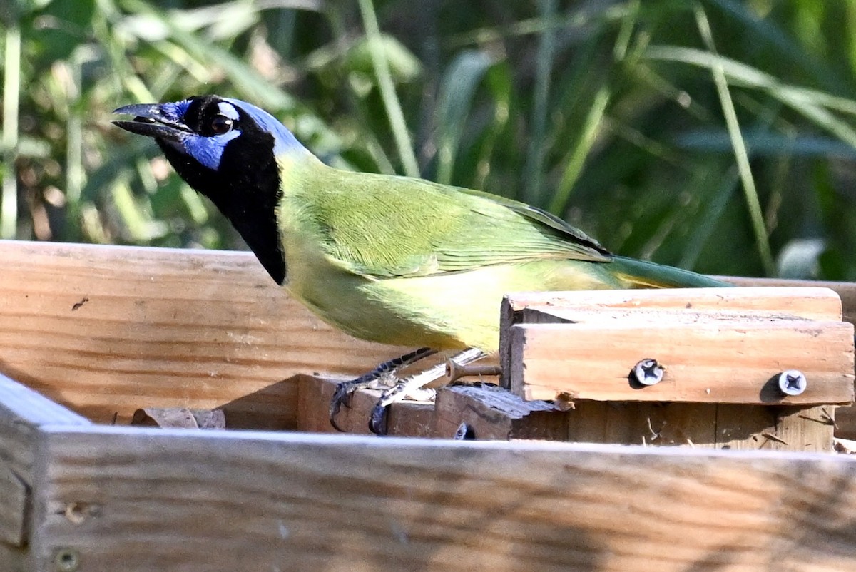 Yeşil Karga - ML645141241