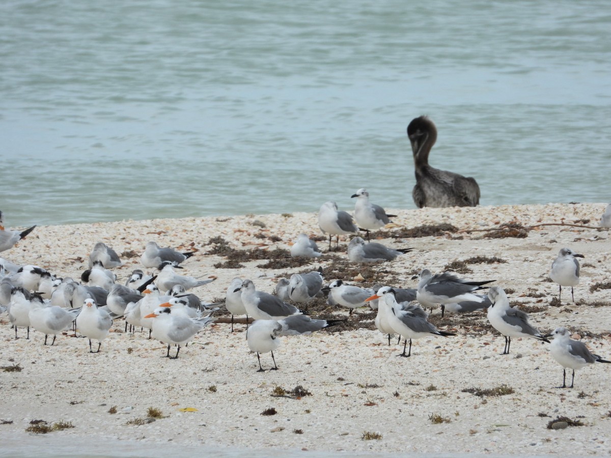 ワライカモメ - ML645141256