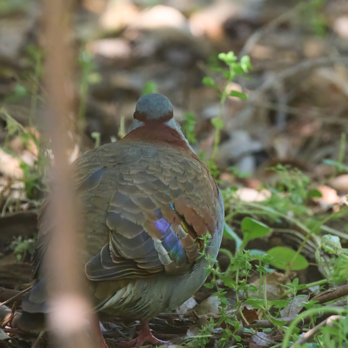 Brush Bronzewing - ML645141275