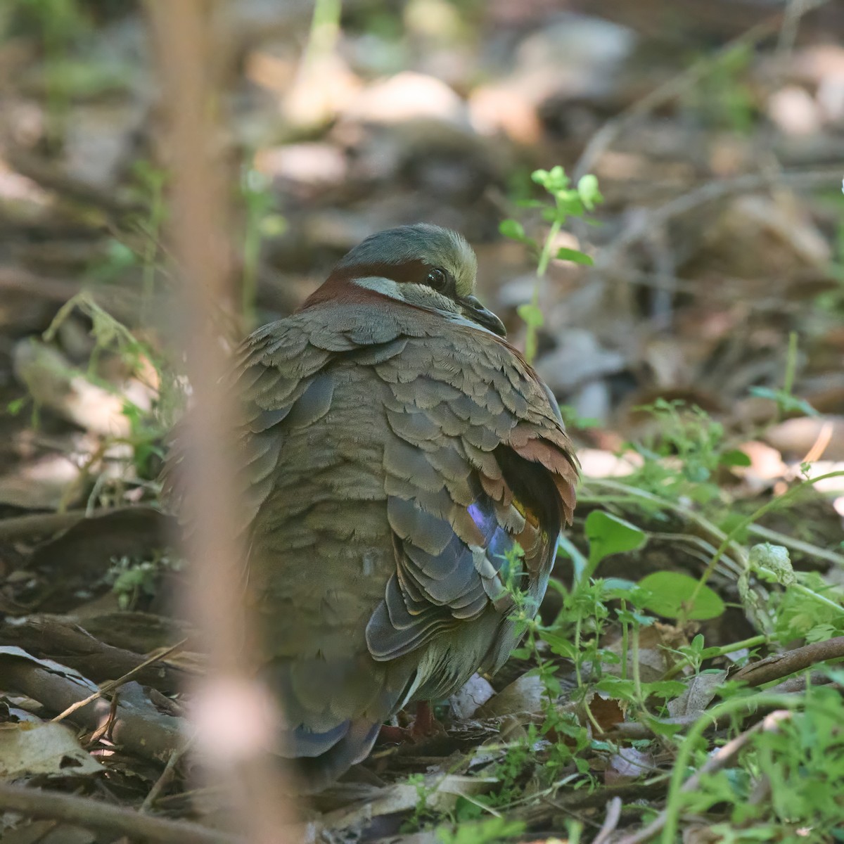Brush Bronzewing - ML645141279
