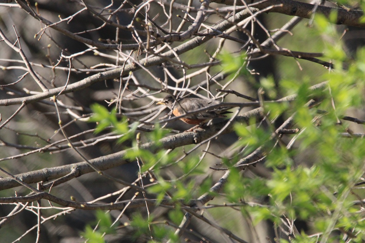 American Robin - ML645141292