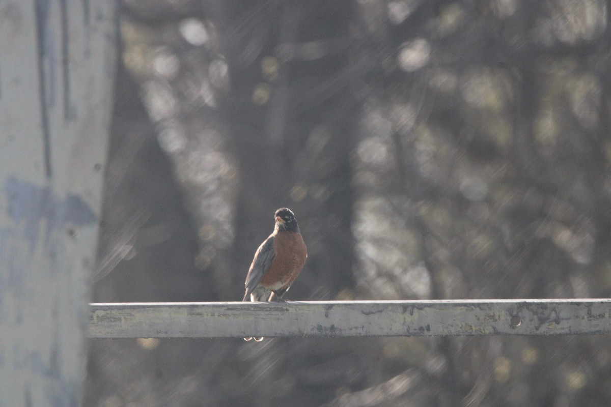 American Robin - ML645141295