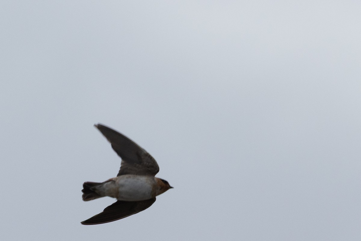 Cave Swallow - ML645141297