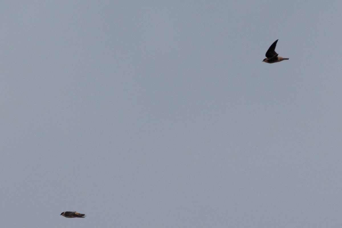 Cave Swallow - ML645141298