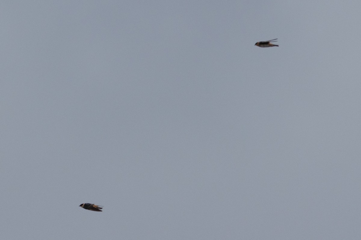 Cave Swallow - ML645141299