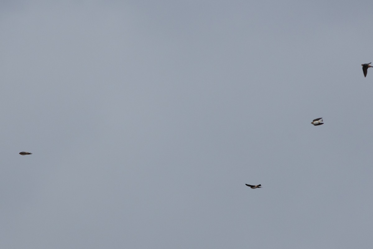 Cave Swallow - ML645141300