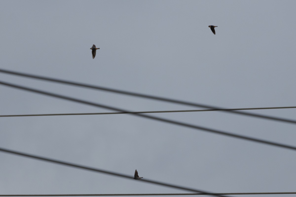 Cave Swallow - ML645141301