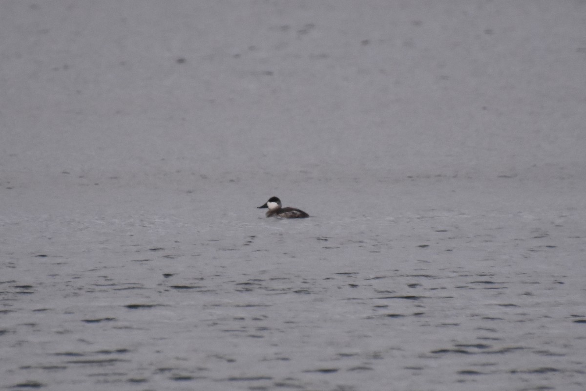 Савка американська - ML645141340