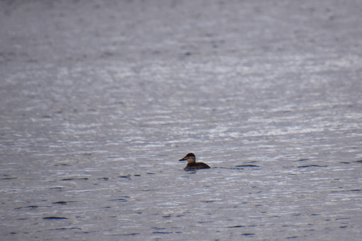 Савка американська - ML645141341