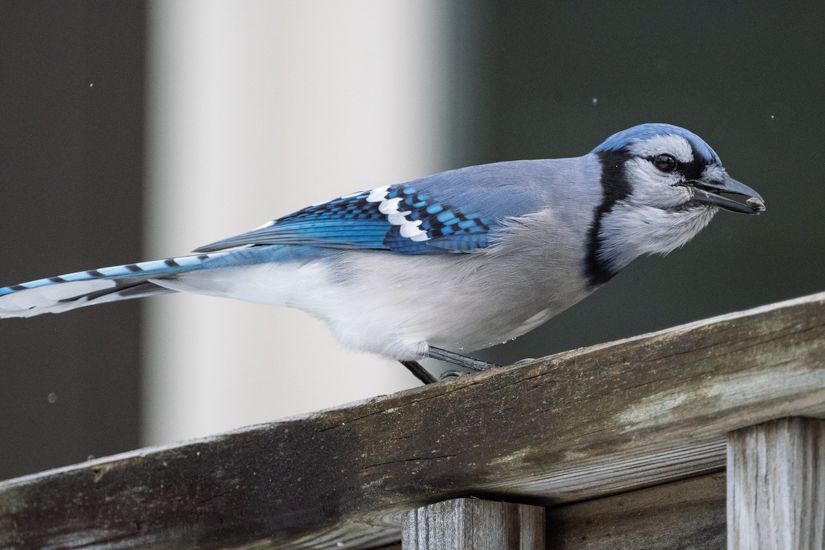 Blue Jay - ML645141354