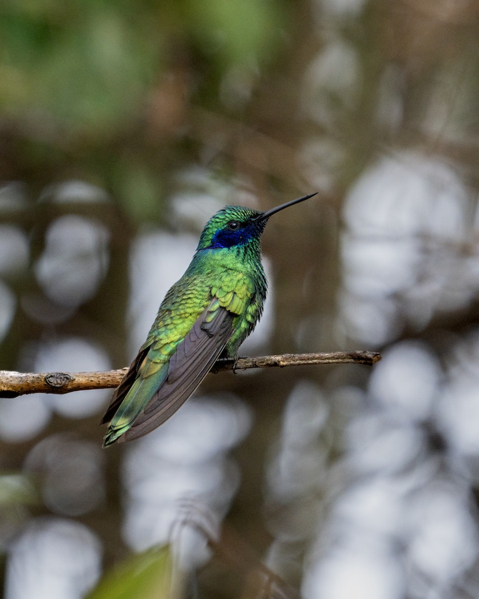 fiolørekolibri - ML645141368